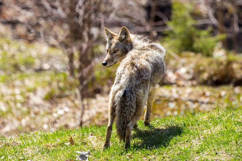 Coyote Hunting 101: Everything a Coyote Hunter Needs to Know