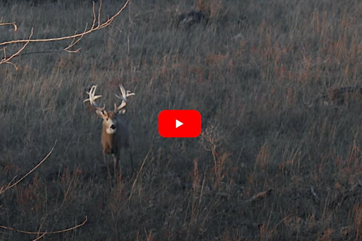 Hunter Bags 14-Point Buck of Lifetime on Kansas Public Land on Day One ...