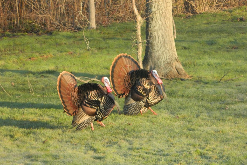 Turkey Grand Slam: All the Species Needed to Accomplish the Goal - Wide 