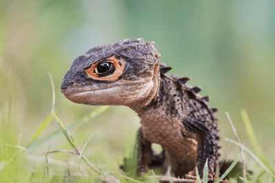 red eyed crocodile skink