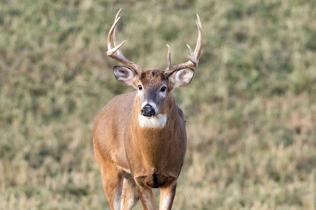 best-deer-hunting-in-america-list-of-5-improving-states