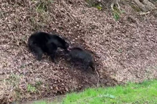 Black Bear Brutalizes Feral Hog on Roadside in Front of Gawking ...