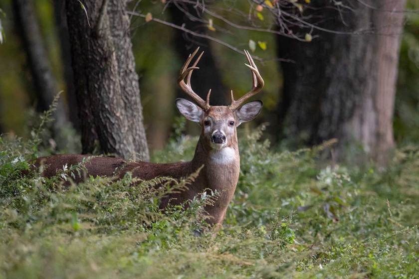 Pennsylvania Deer Hunting Regulations, Seasons and Best Public Hunts