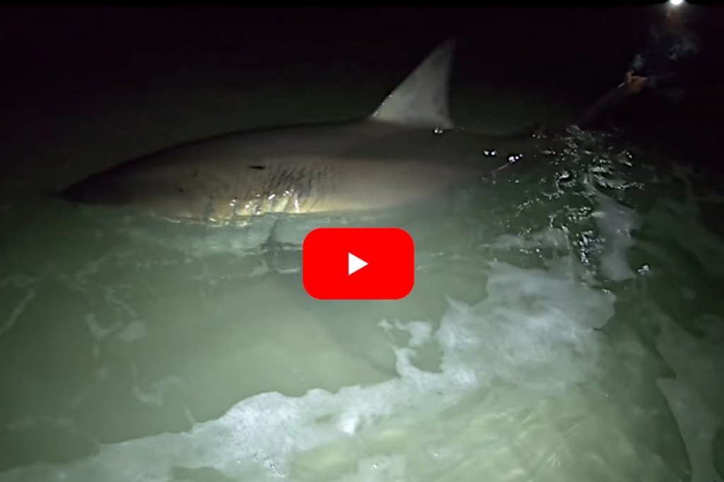 Beach Anglers Unexpectedly Catch 12Foot Great White Shark Off