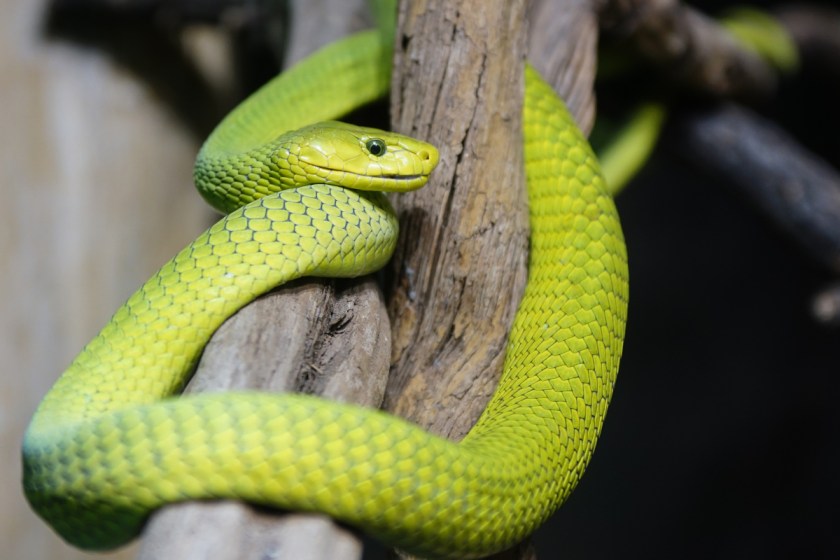 The Green Mamba: Africa's Venomous and Deadly Treetop-Dwelling Serpent ...