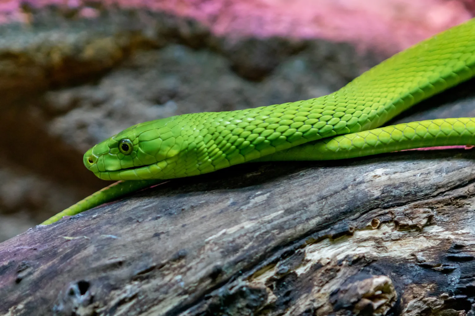 The Green Mamba: Africa's Venomous and Deadly Treetop-Dwelling Serpent ...