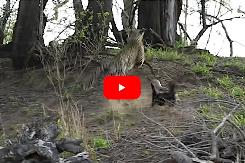 Mother Honey Badger Fearlessly Attacks Leopard in Defense of Her Cub ...