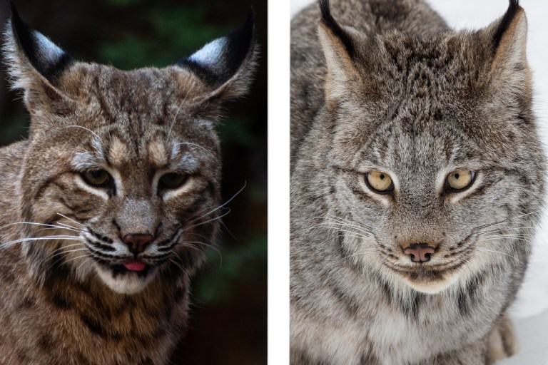 Lynx vs. Bobcat, How to Tell the Difference Between Them