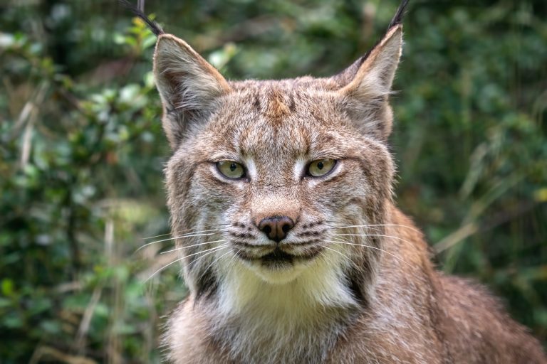 Lynx vs. Bobcat, How to Tell the Difference Between Them