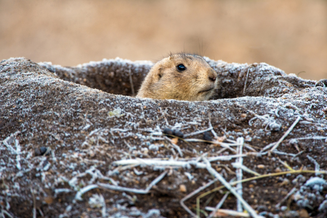 Best Guns for Prairie Dog Hunting? You Might Already Own Them.