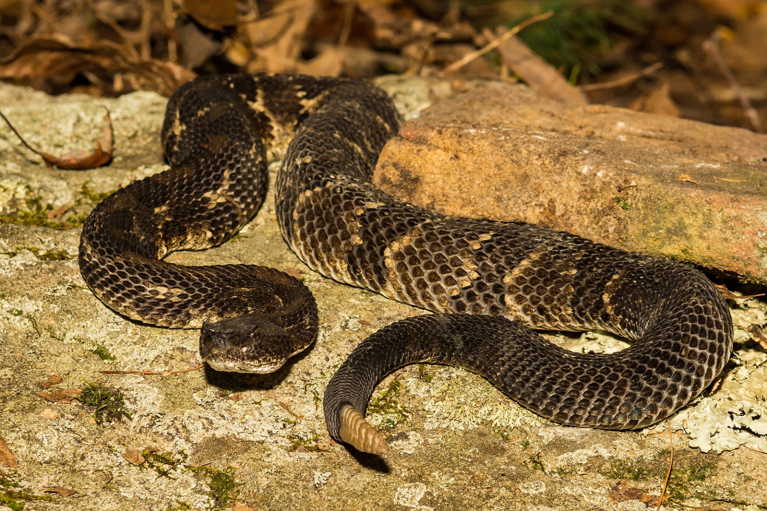 Snakes in Virginia: All the Species You'll Find in the State - Wide ...