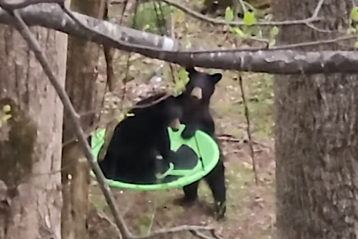 Rambunctious Black Bear Cubs Tussle Over Backyard Swing - Wide Open Spaces