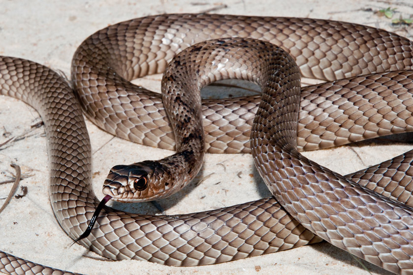 Snakes Of California: How To Identify The 9 Most Common Species