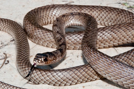 Snakes of California: How to Identify the 9 Most Common Species