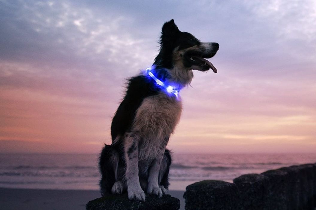 Glow In the Dark Dog Collars 5 Best of 2021 (Collar, Leash + Harness)