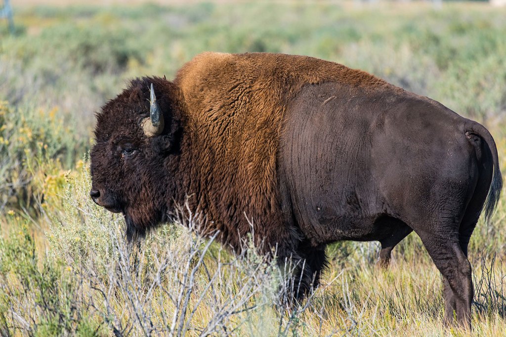 Where and How to Hunt Bison in America - Wide Open Spaces