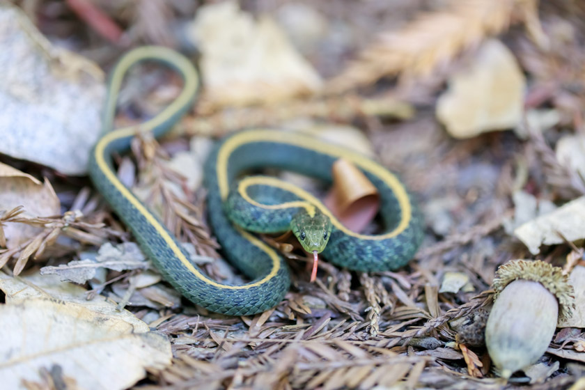 Snakes Of California: How To Identify The 9 Most Common Species