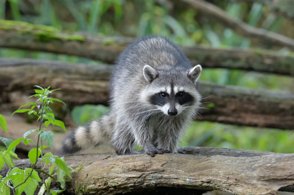 Raccoon Hunting: Where You Can Do It, and Tactics Most Commonly Use ...