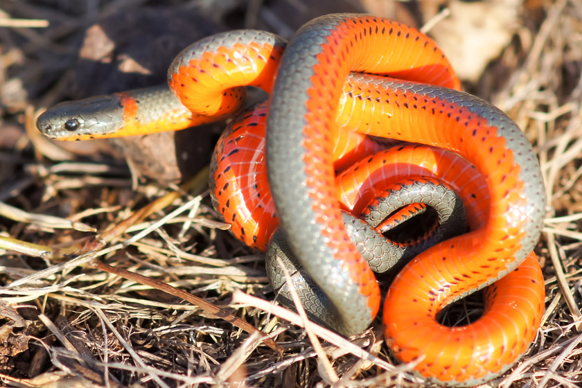 Snakes Of California: How To Identify The 9 Most Common Species