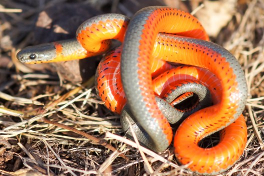 Snakes of California: How to Identify the 9 Most Common Species