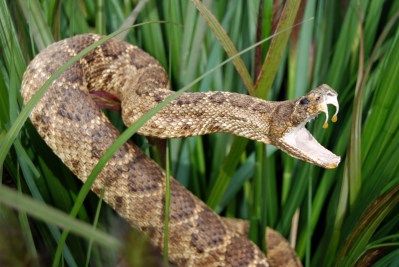 How to Kill a Rattlesnake the Ethical Way - Wide Open Spaces