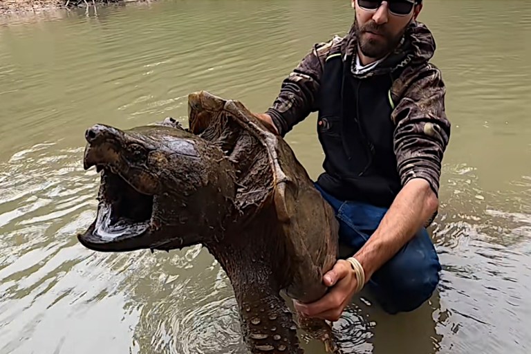 Huge Alligator Snapping Turtle Caught in Texas is Nearly the Size of ...