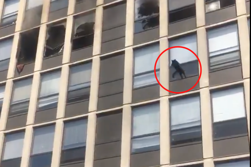 Black Cat Jumps From 5th Floor Of Burning Building In Viral Video