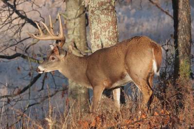 Top 10 States for New Hunters - Wide Open Spaces