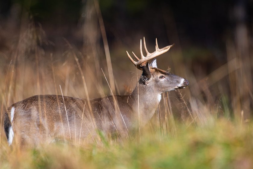 Rapid, 24-Hour CWD Field Test Developed by Minnesota Researchers - Wide ...