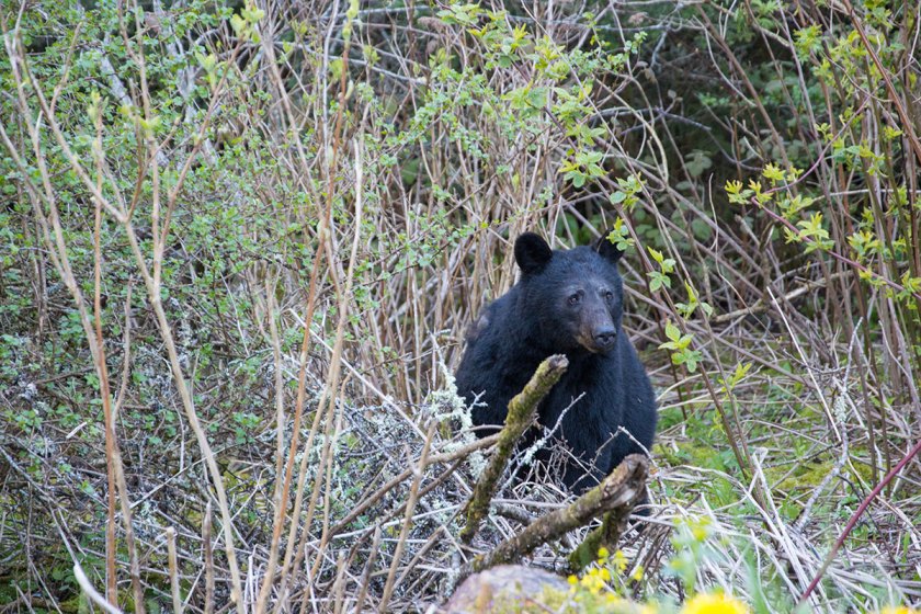 Tennessee Bear Hunting | Info, Regulations, Licenses, and More - Wide ...