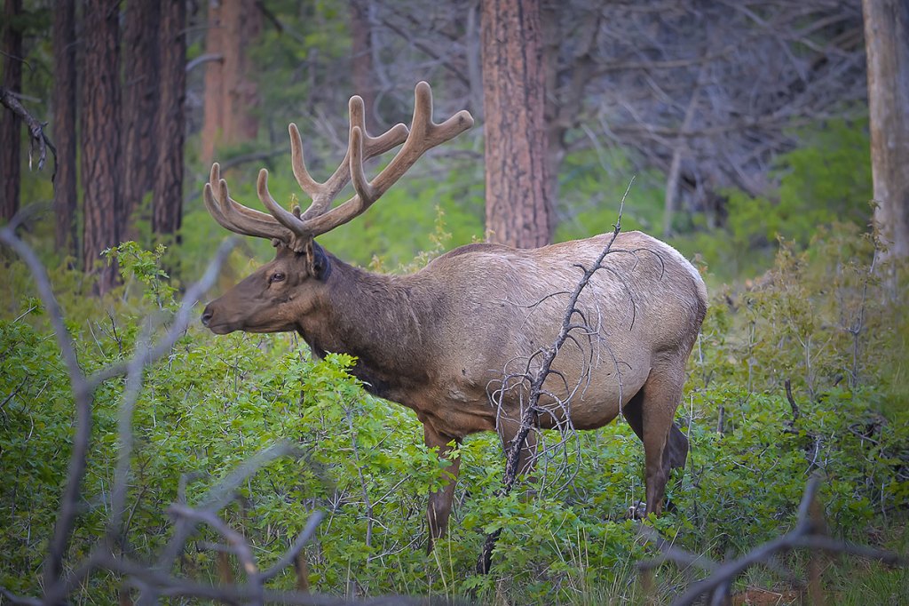 Everything I've Learned Since My First Season of Washington Elk Hunting