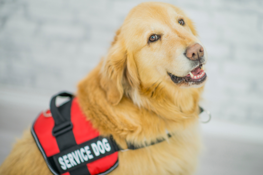 Therapy Animals: 6 Animals Used In Treatments + How They Can Help