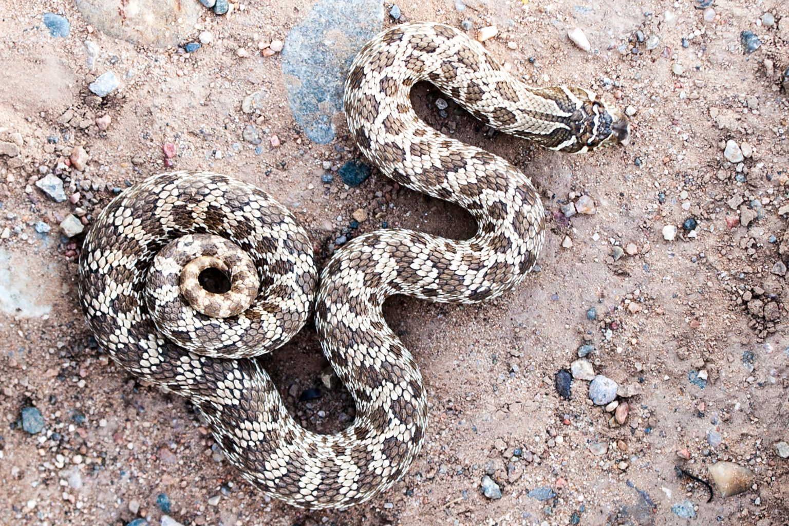 Western Hognose Snake: The Biggest Actor in the Reptile World - Wide ...