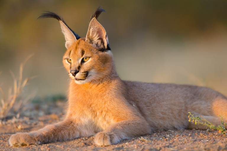 Caracals as Pets: Where They're Legal & How to Care for Them