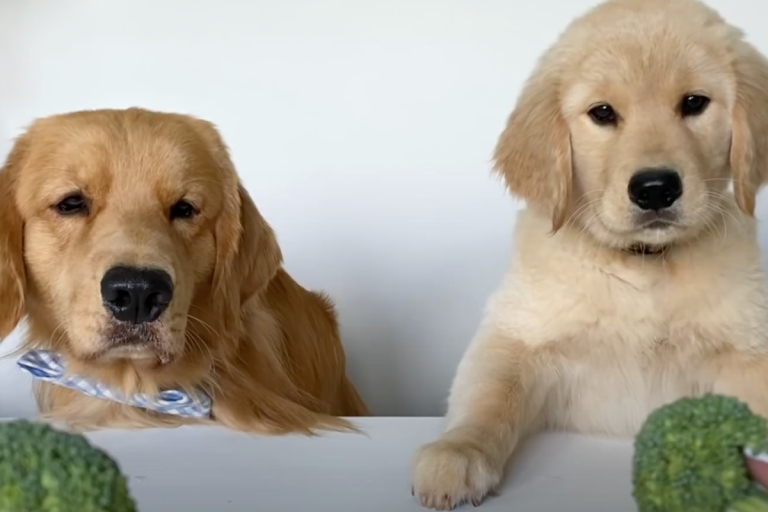 Tucker The Golden Retriever and His Friends Are Hekken' Cute!