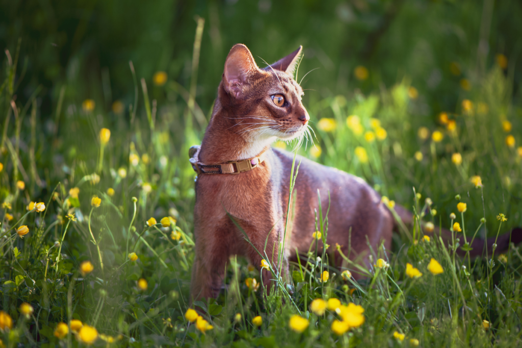 Abyssinian Cat Breed: Egyptians Worshipped This Ancient Cat