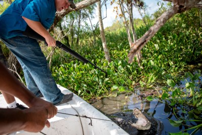 Alligator Hunting Seasons, All the States That Have One