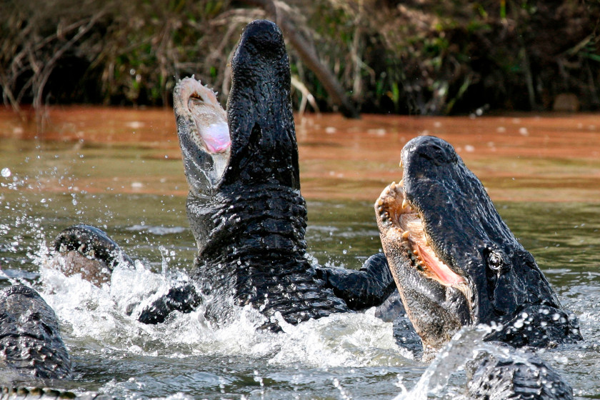 Alligator Hunting Seasons, All the States That Have One
