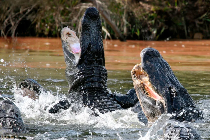 Alligator Hunting Seasons, All the States That Have One