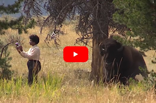 Bison Chases Woman Who Gets Way Too Close for a Selfie