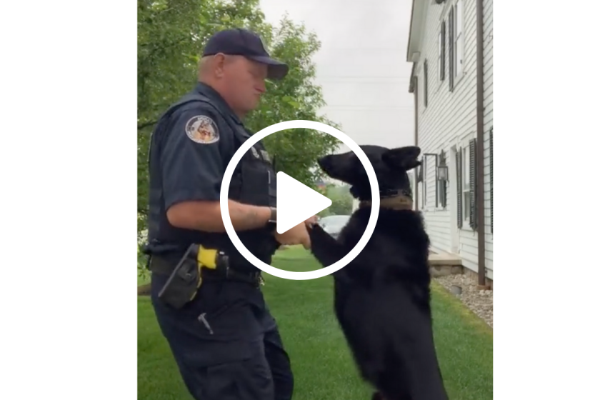 Dancing Police Dog Shows Off His Moves on TikTok - Wide Open Spaces