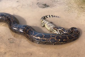 Look What Happened to This Python After It Swallowed an Alligator