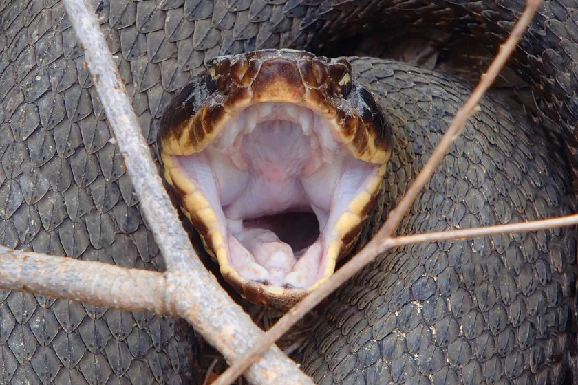 6 North American Snakes That Are Bad News if You Harass Them