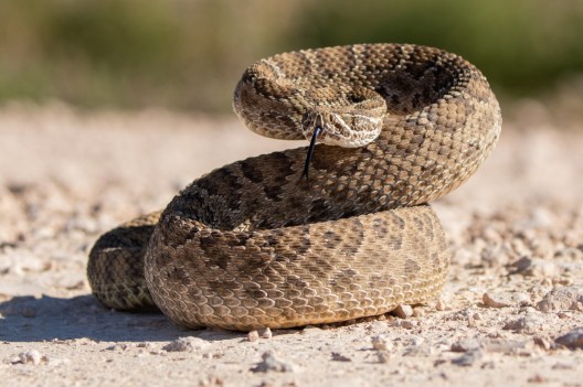 6 North American Snakes That Are Bad News if You Harass Them