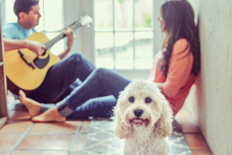 songs-about-dogs-17-tunes-honoring-man-s-best-friend-in-every-genre