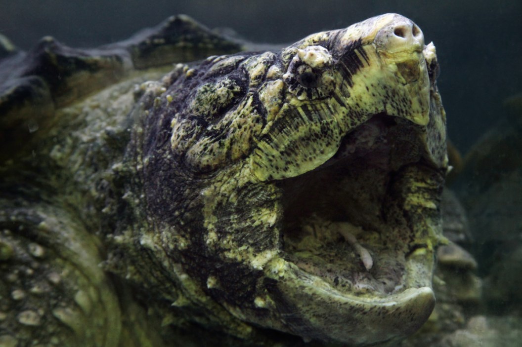 The Beast of Busco: The Legend of a 500+ Pound Indiana Snapping Turtle ...