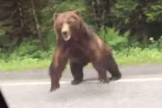 Alaskan Grizzly Charges Straight for SUV - Wide Open Spaces