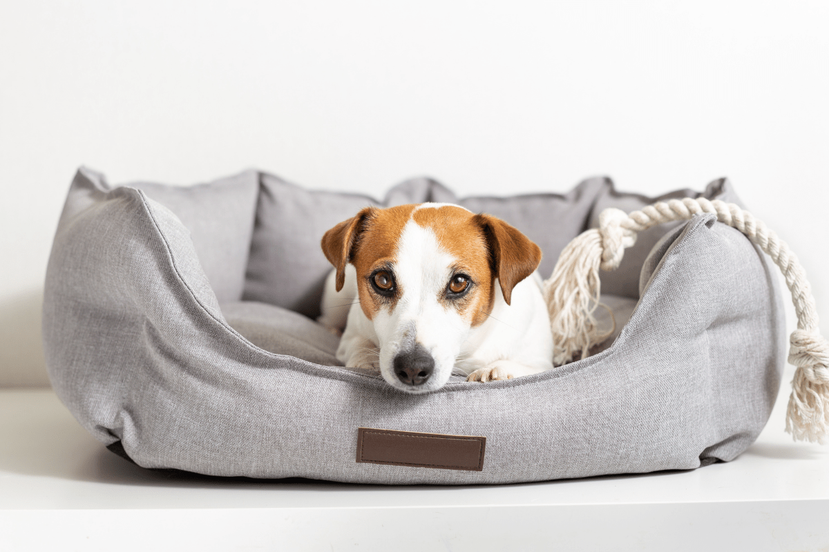 Indestructible Dog Beds: The 5 Best Options for Power Chewers