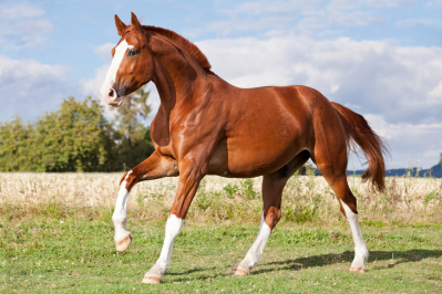 Sorrel Horse: Telling Sorrels Apart From Red Roans and Chestnuts