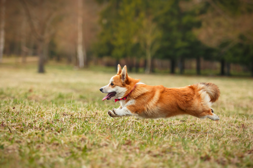 Corgi Dog Breed: Know Your Breeds & Which Type of Corgi To Adopt